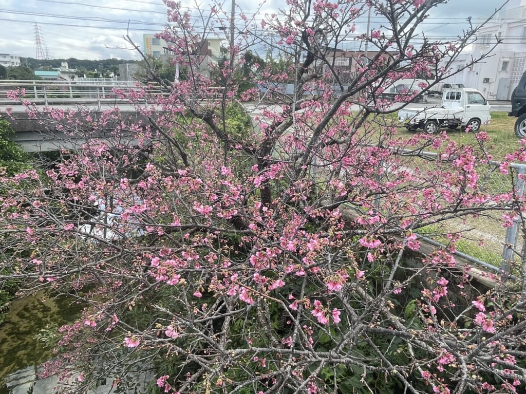 sakura