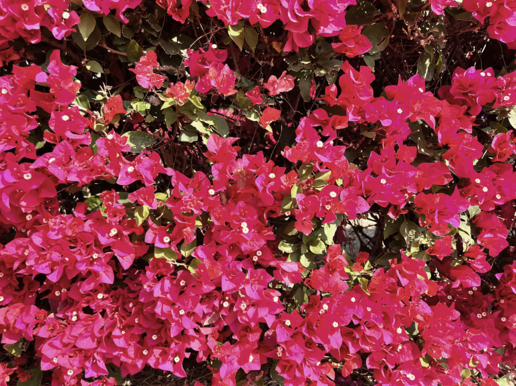 bougainvillea
